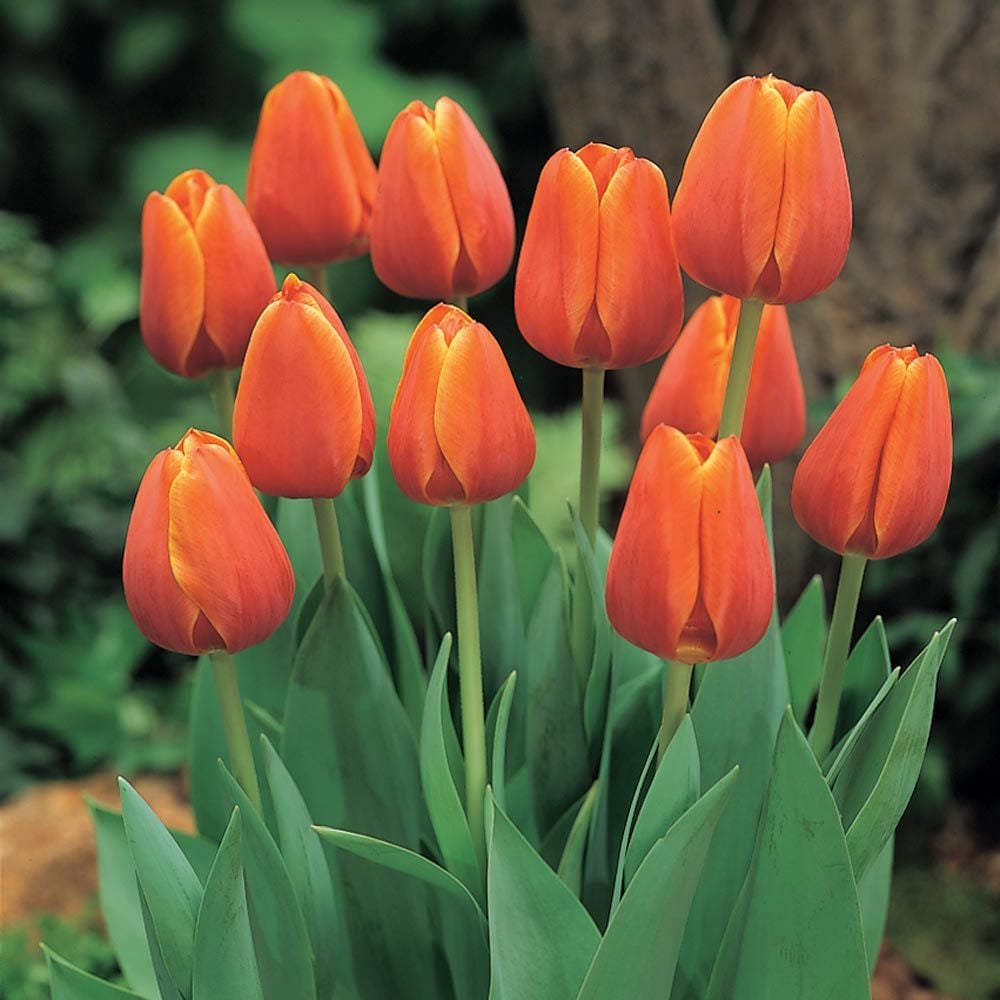 Orange Tulips – Passion & Enthusiasm