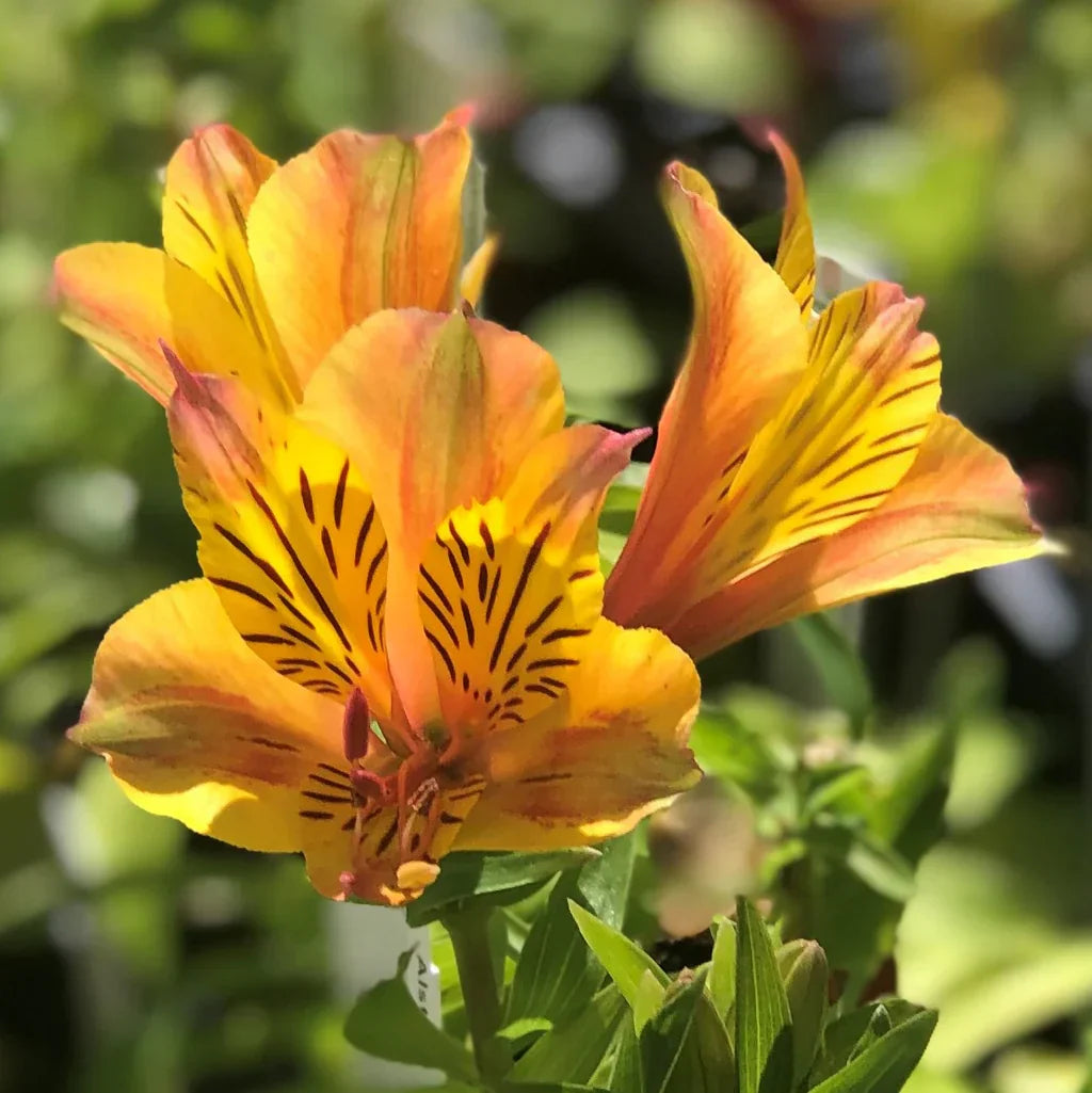 The Meaning Of Alstroemeria