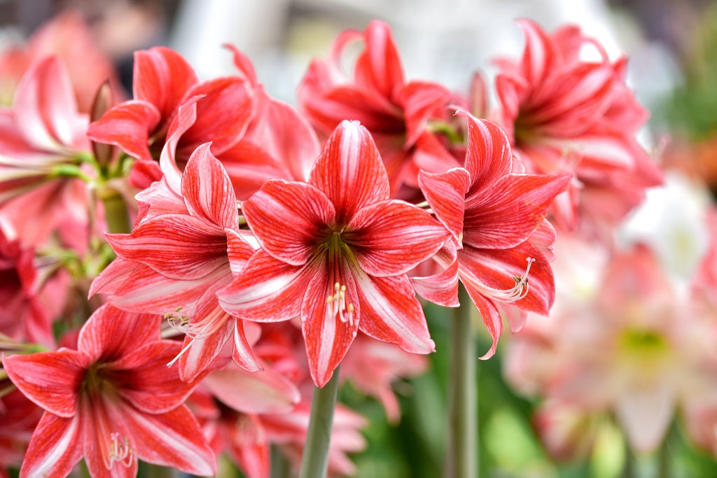 The Meaning Of Amaryllis
