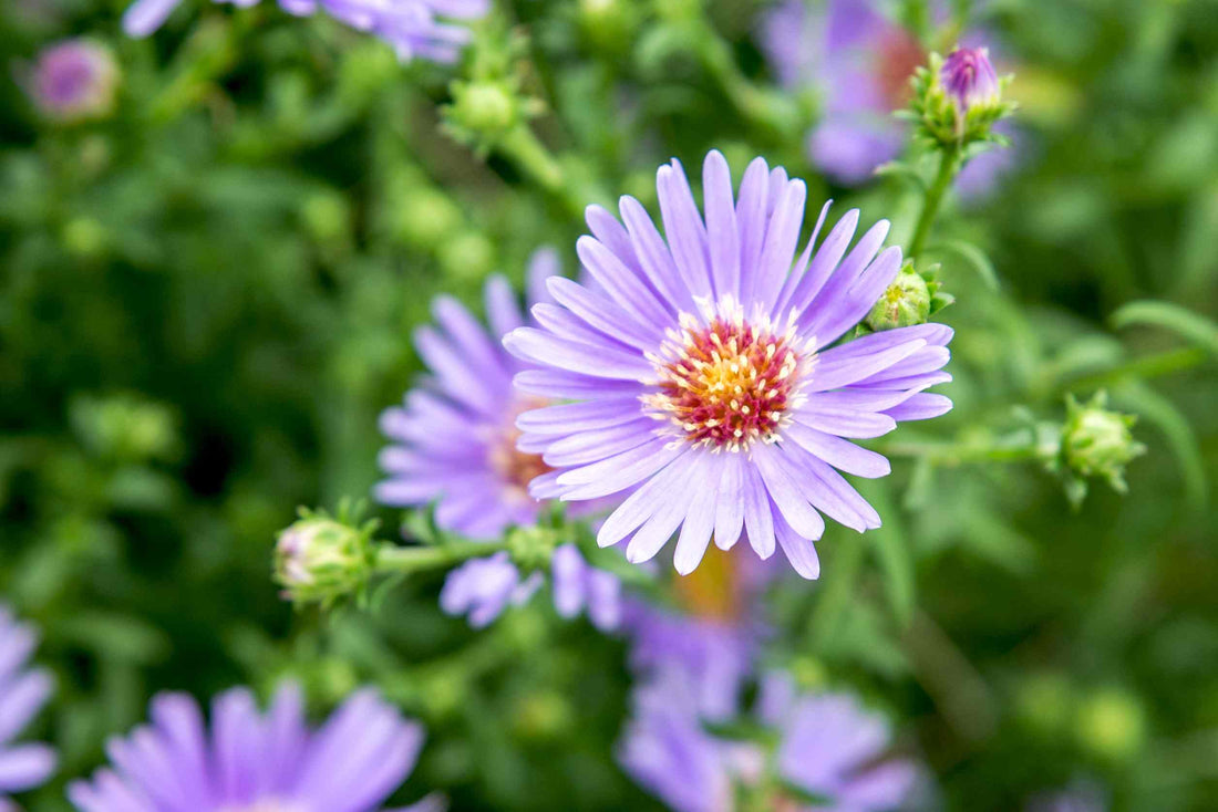 The Meaning Of Aster