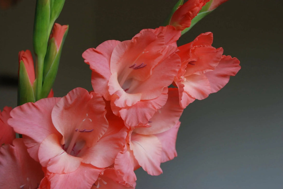 August – Gladiolus & Poppy