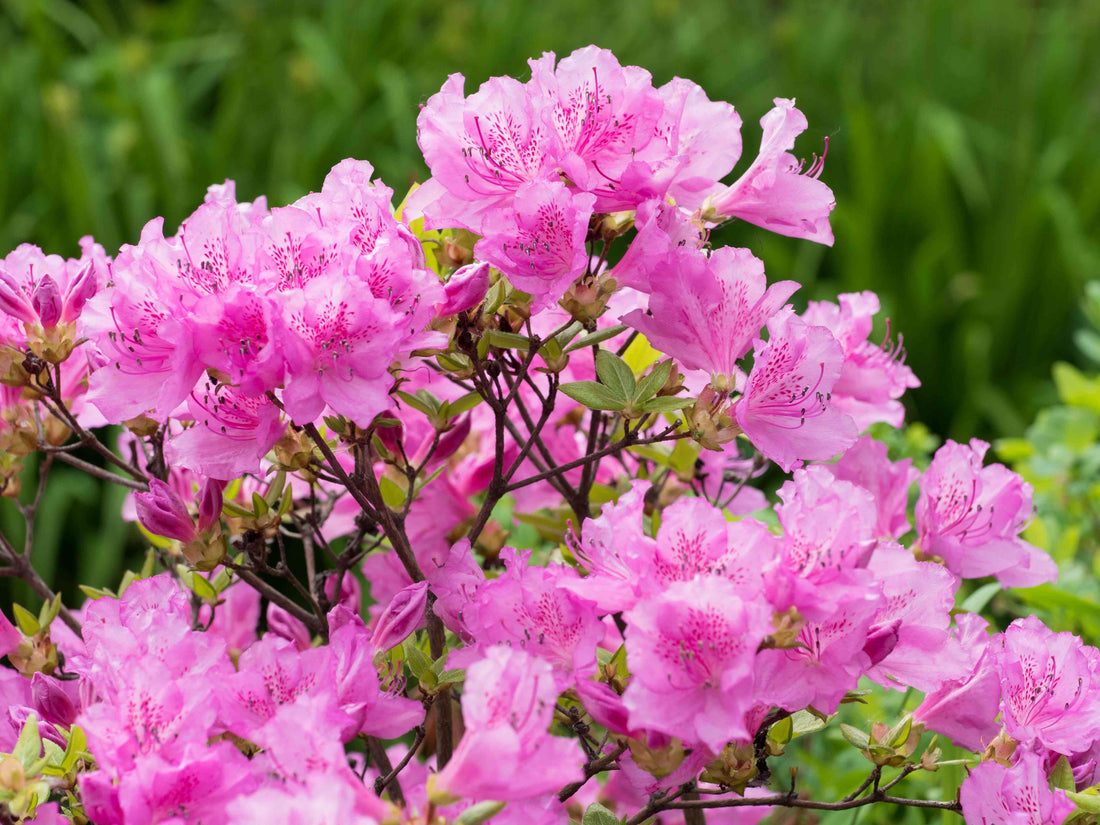 The Meaning Of Azalea