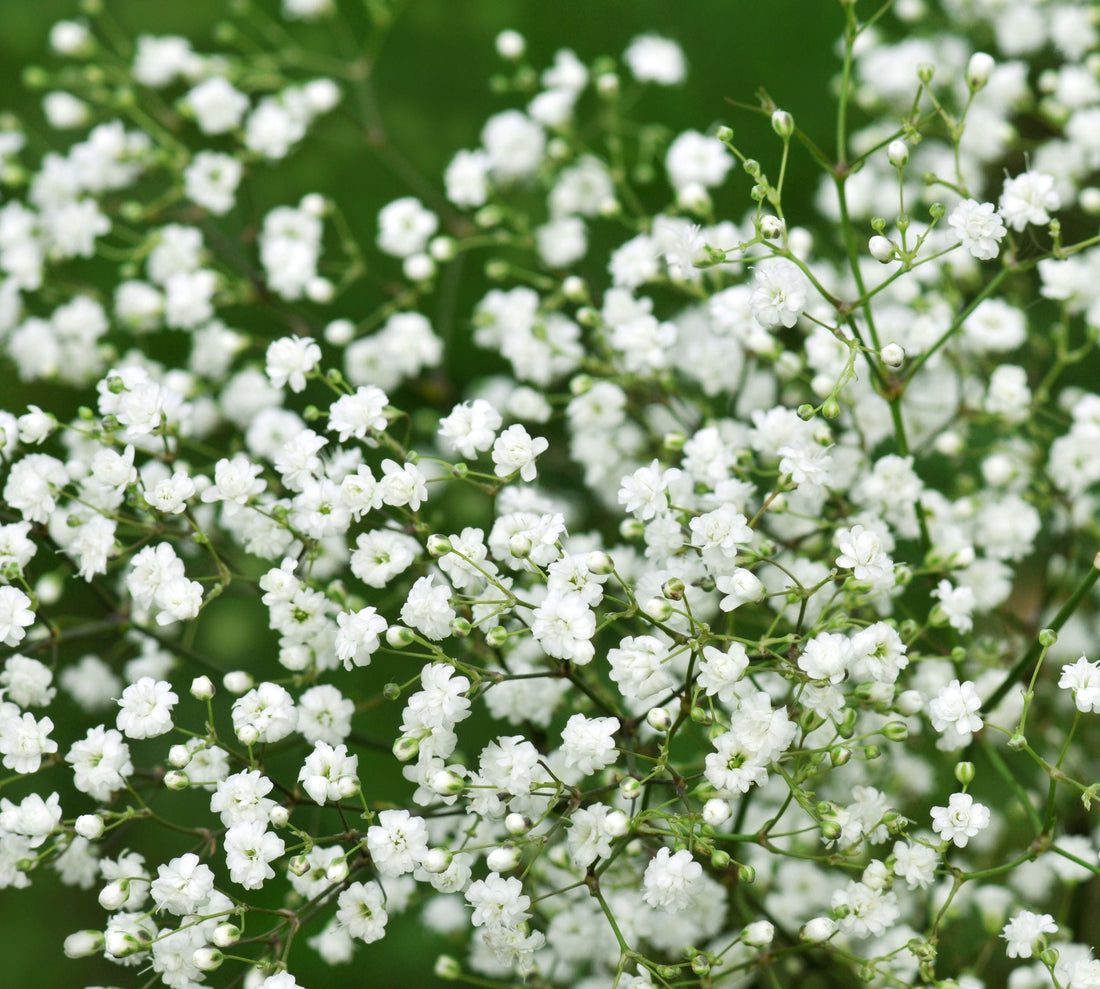 The Meaning Of Baby's Breath