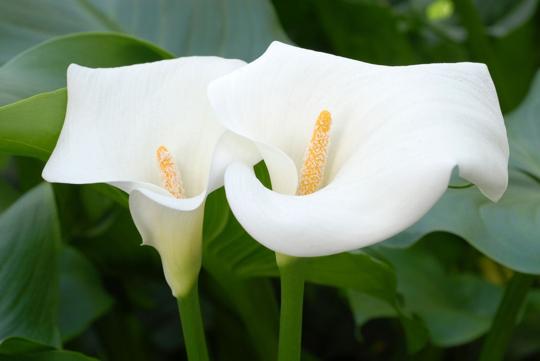 The Meaning Of Calla Lily