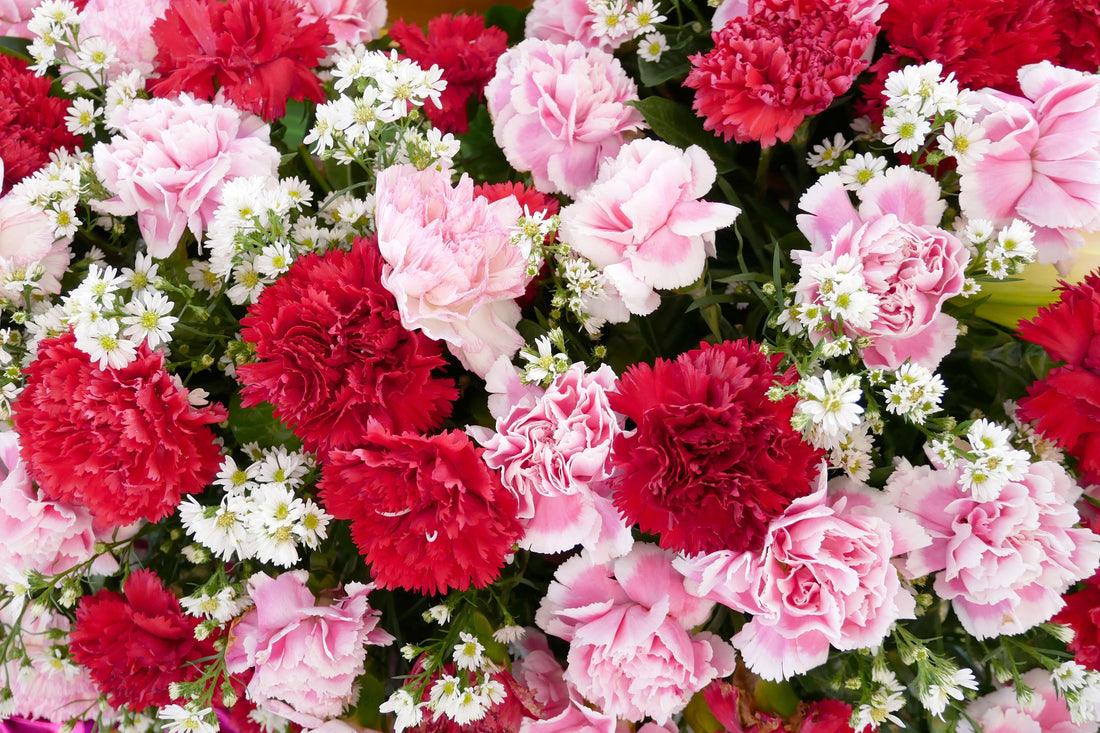 The Meaning Of Carnation