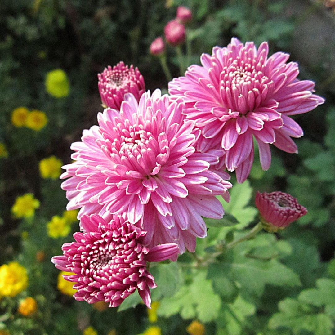 The Meaning Of Chrysanthemum