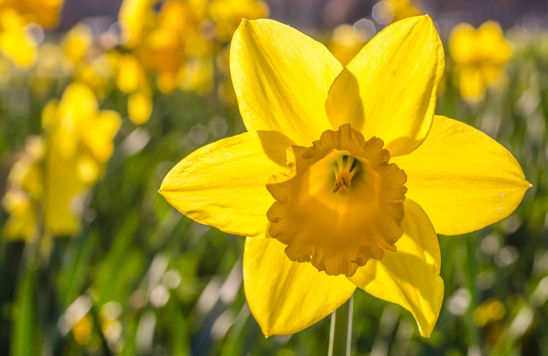 The Meaning Of Daffodil