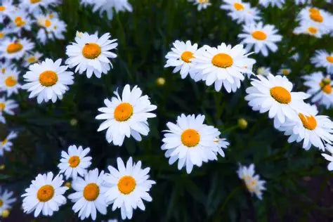 The Meaning Of Daisy