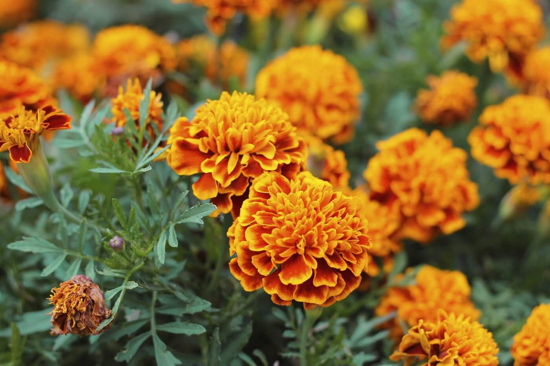 October – Marigold & Cosmos
