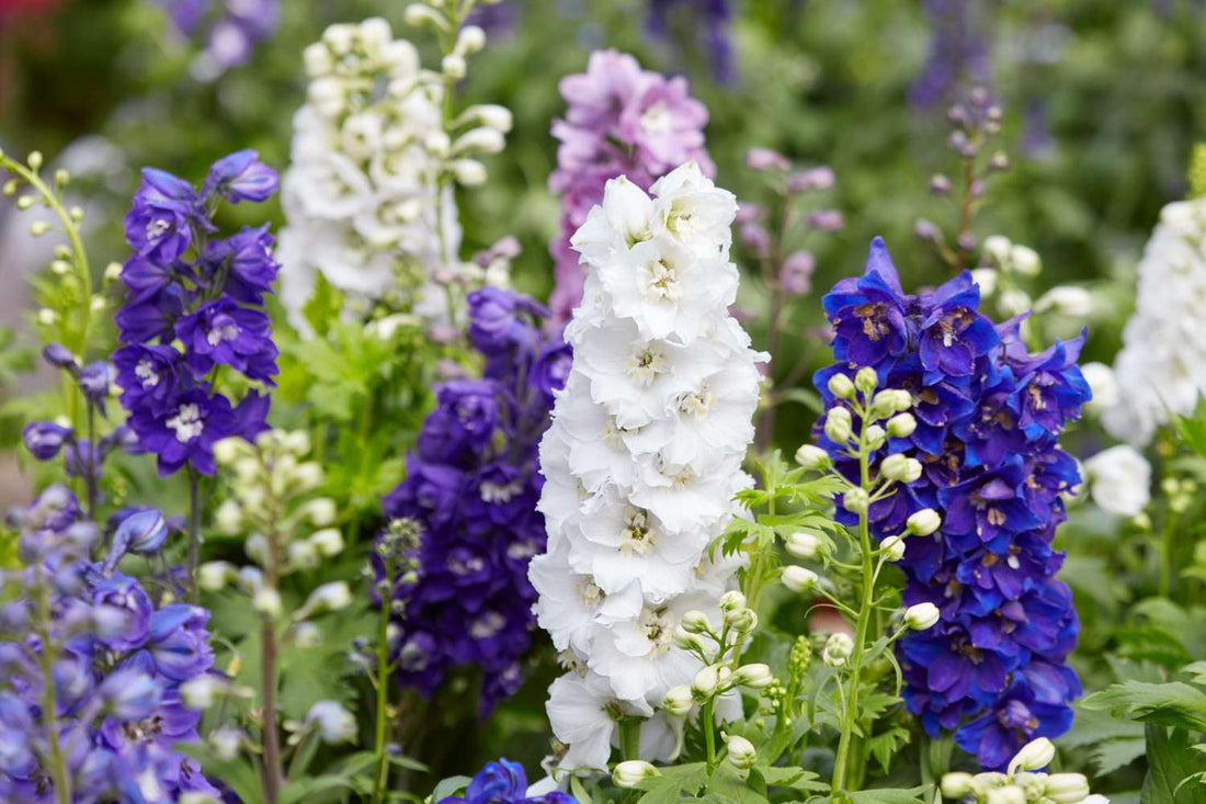 The Meaning Of Delphinium