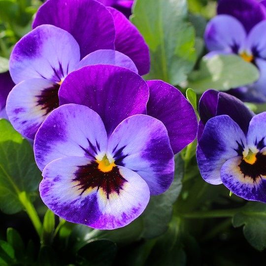 February – Violet & Iris