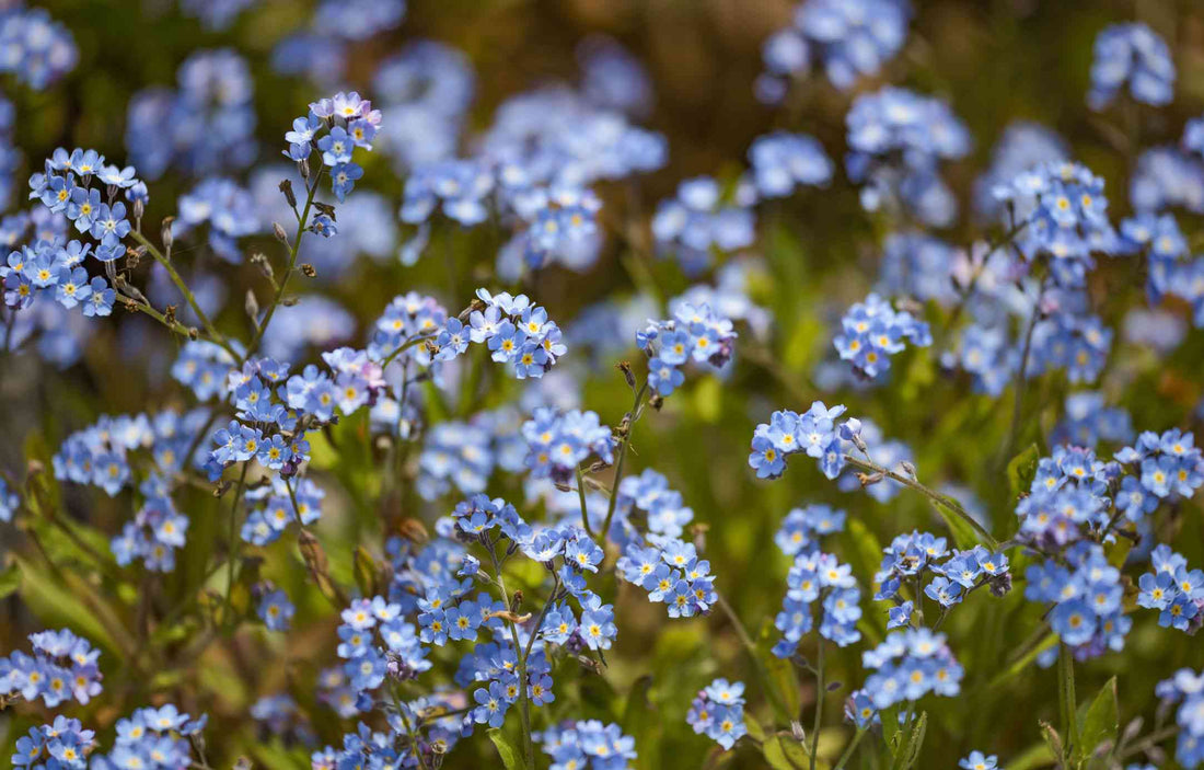 The Meaning Of Forget-Me-Not