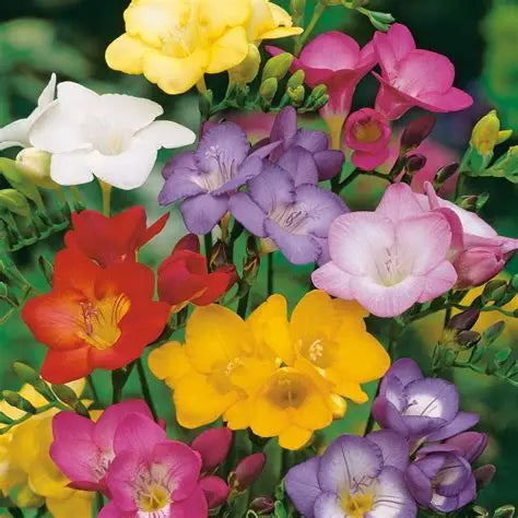 The Meaning Of Freesia