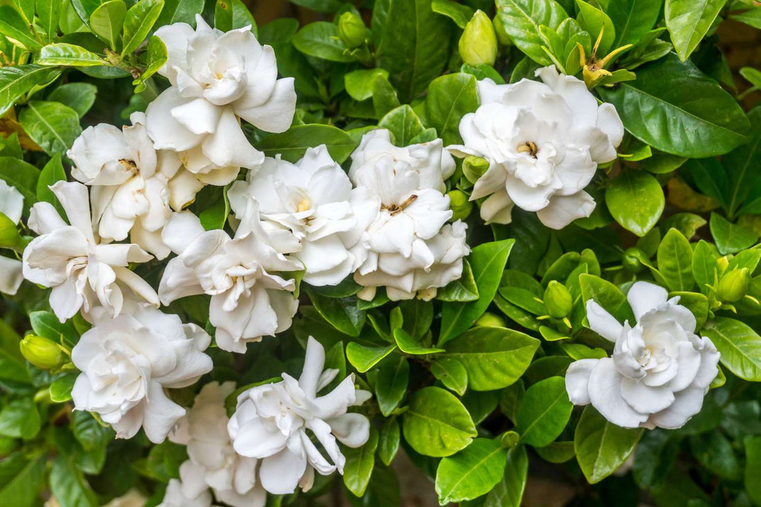 The Meaning Of Gardenia