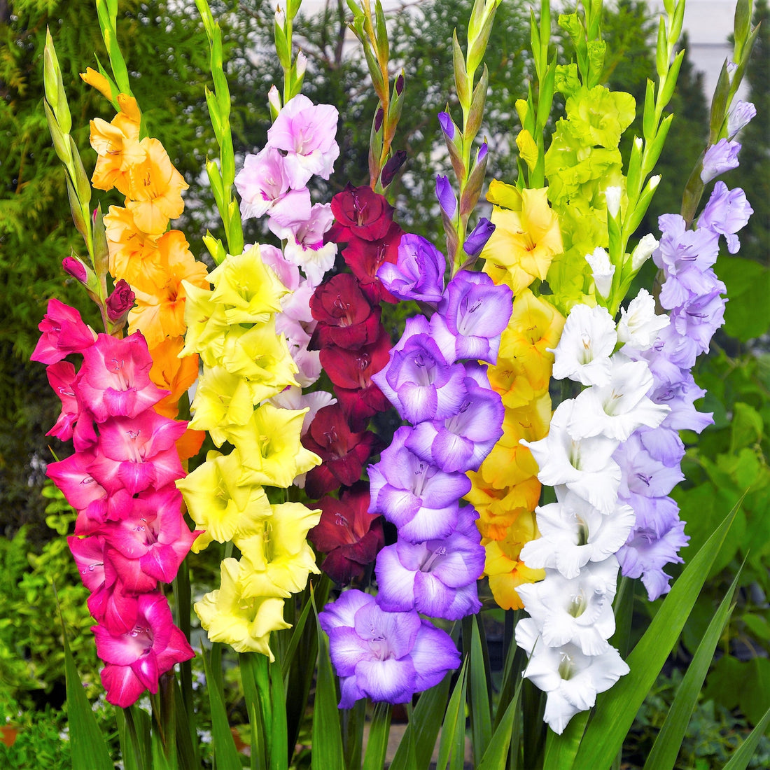 The Meaning Of Gladiolus