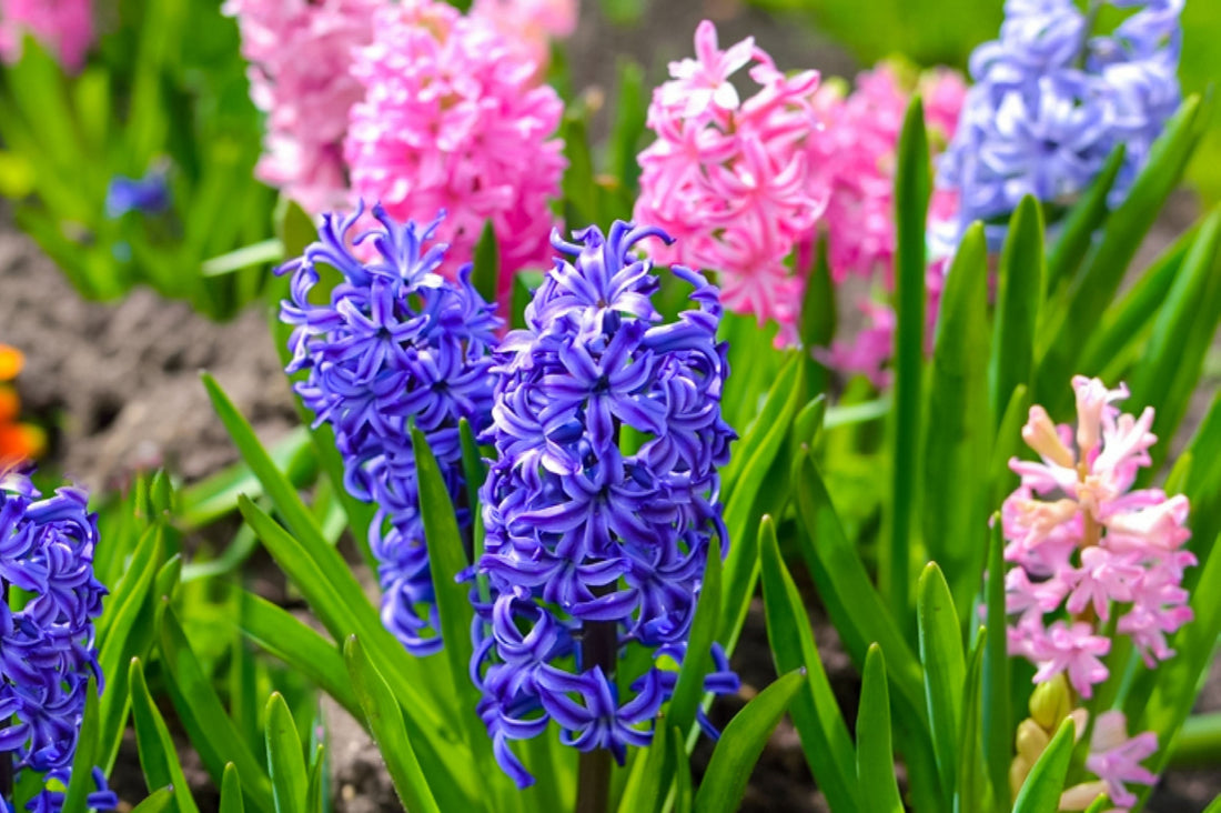 The Meaning Of Hyacinth