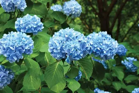 The Meaning Of Hydrangea