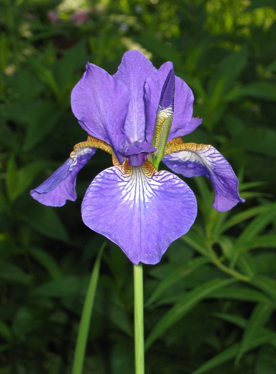 The Meaning Of Iris