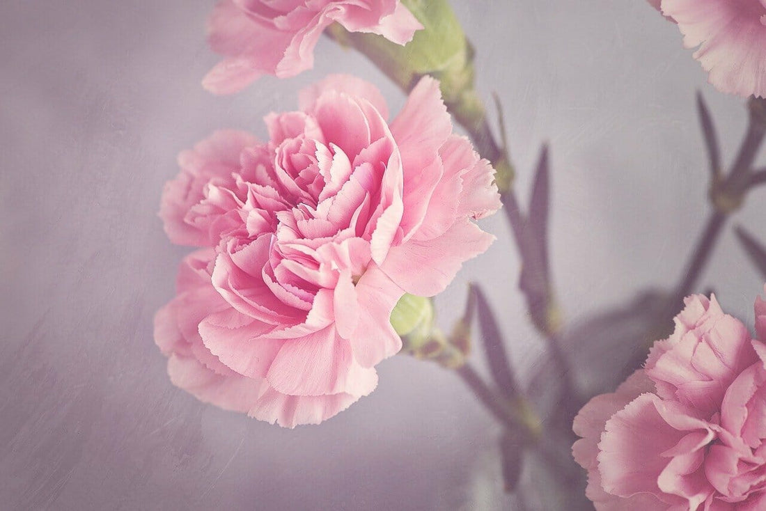January – Carnation