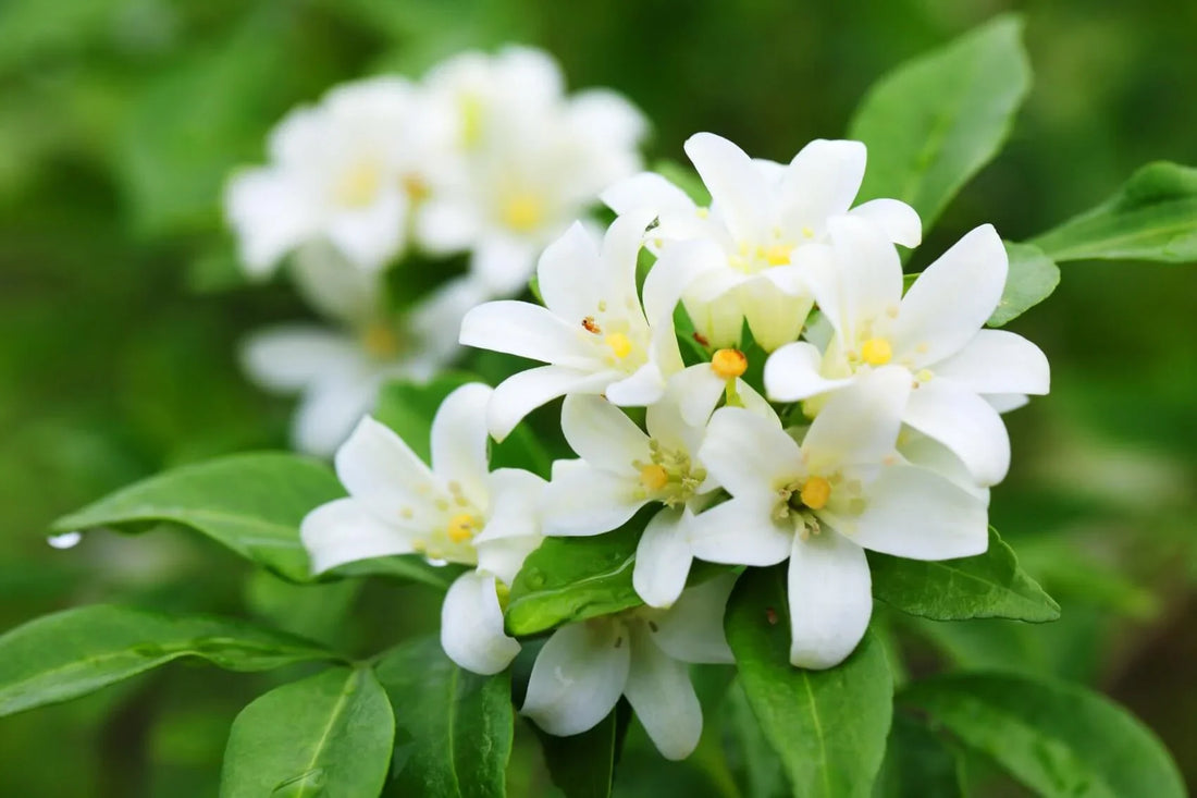 The Meaning Of Jasmine