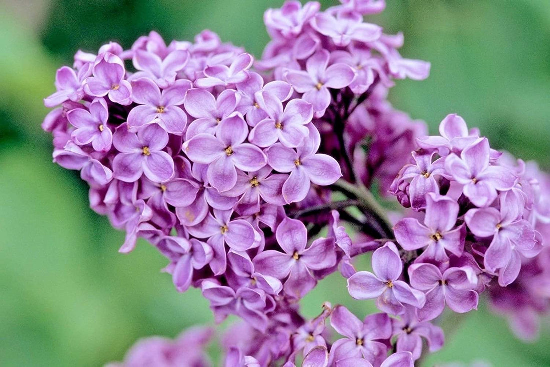 The Meaning Of Lilac