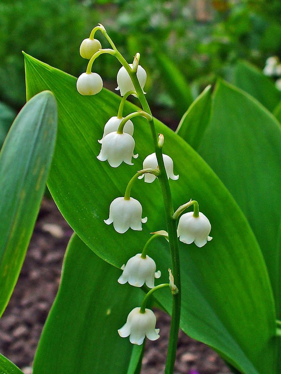 The Meaning Of Lily Of The Valley