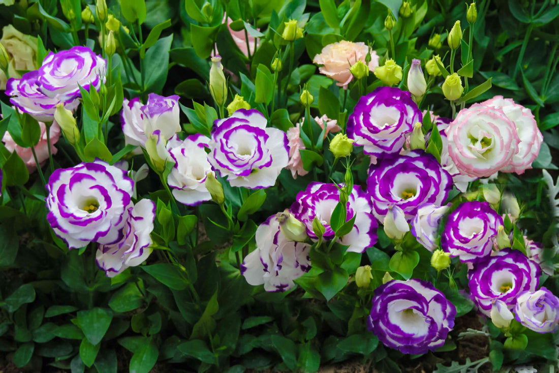 The Meaning Of Lisianthus