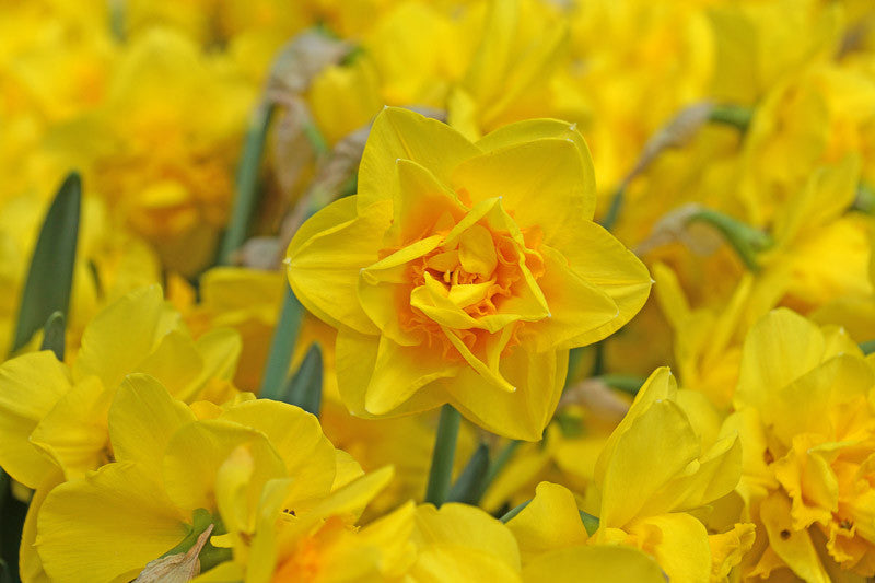 March – Daffodil