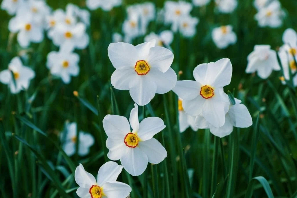 December – Narcissus (Paperwhite) & Holly