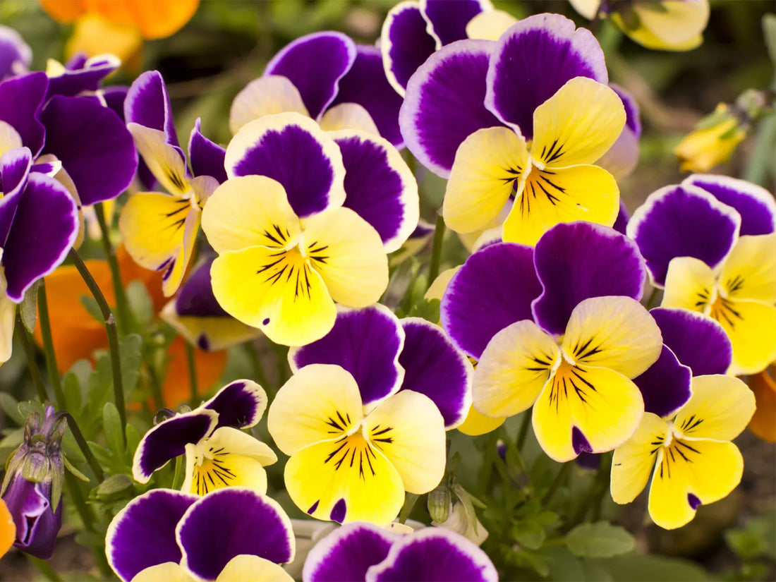 The Meaning Of Pansy