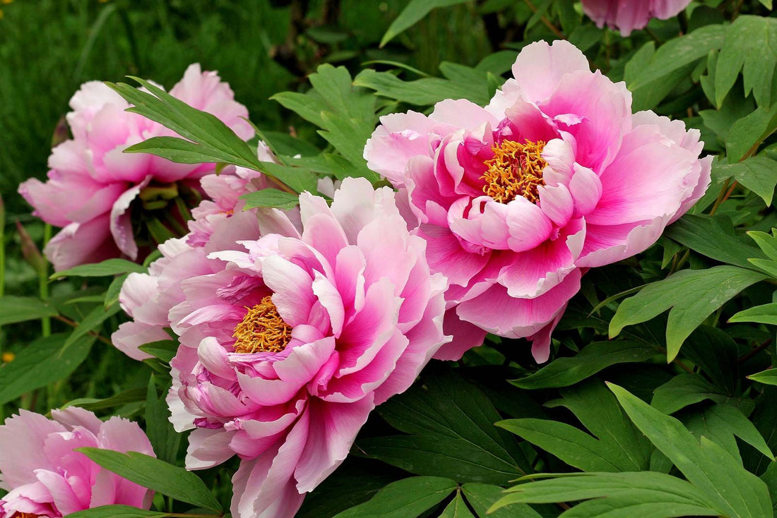 The Meaning Of Peony