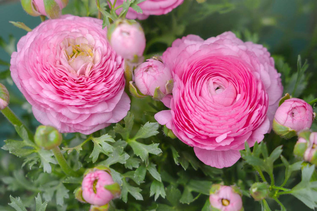The Meaning Of Ranunculus