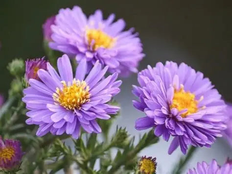 September – Aster & Morning Glory