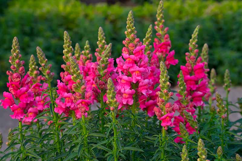 The Meaning Of Snapdragon