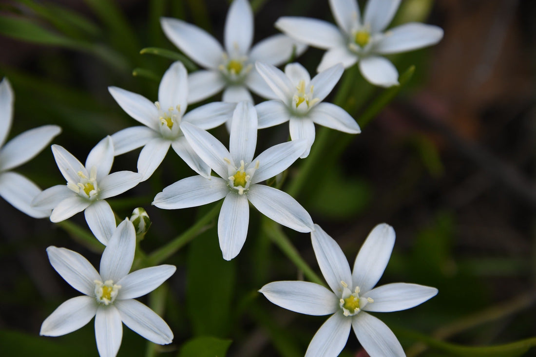 The Meaning Of Star Of Bethlehem