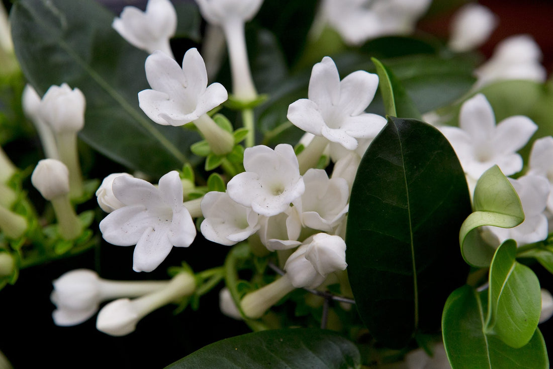 The Meaning Of Stephanotis