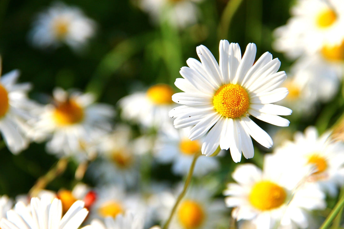 April – Daisy & Sweet Pea