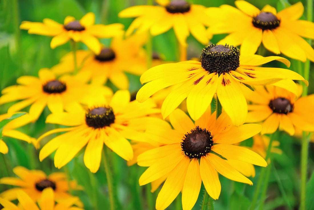 The Meaning Of Black-Eyed Susan