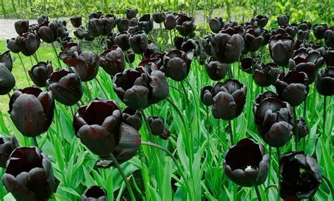 Black Tulips – Mystery & Power