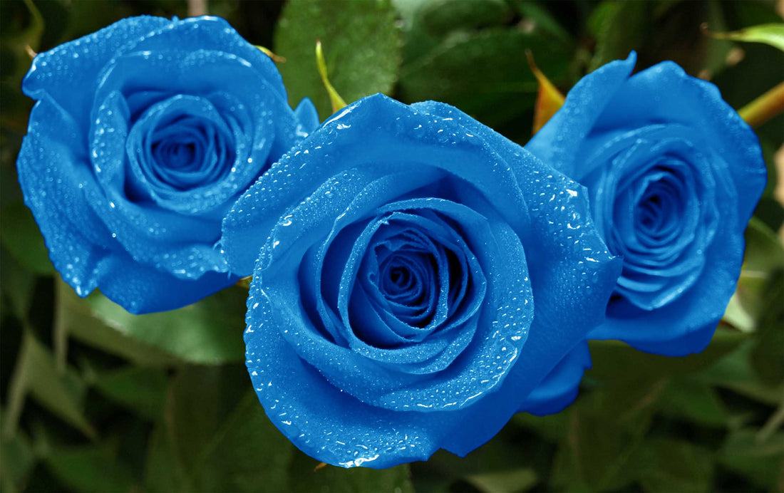 Blue Roses – Mystery & the Unattainable