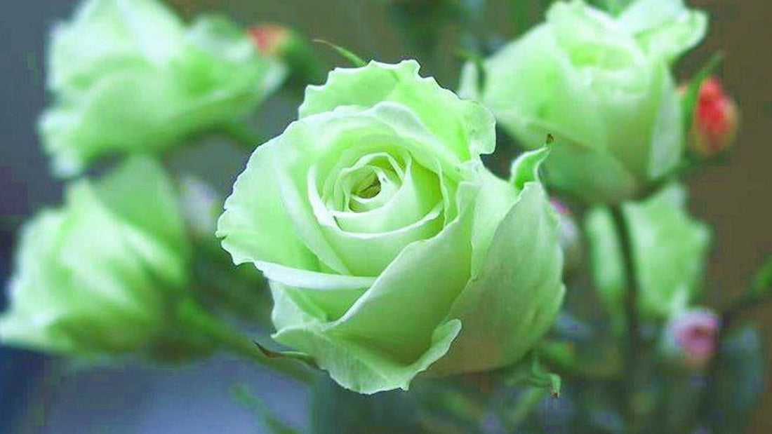 Green Roses – Growth & Harmony