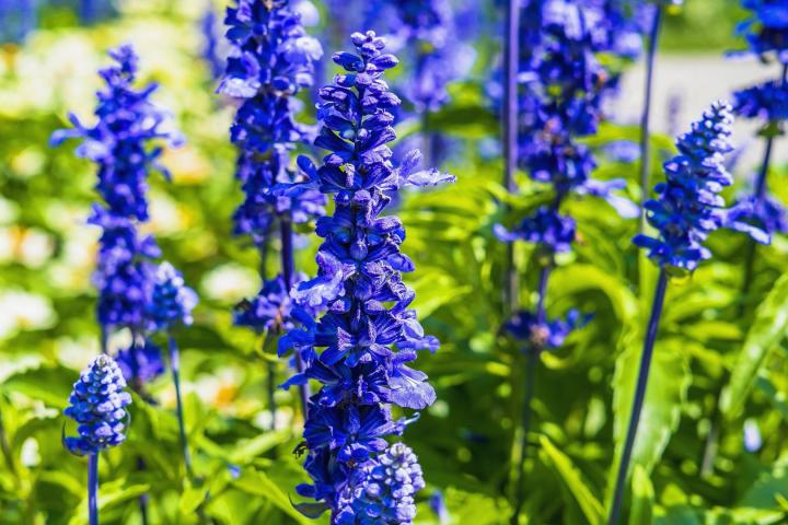 July – Larkspur & Water Lily