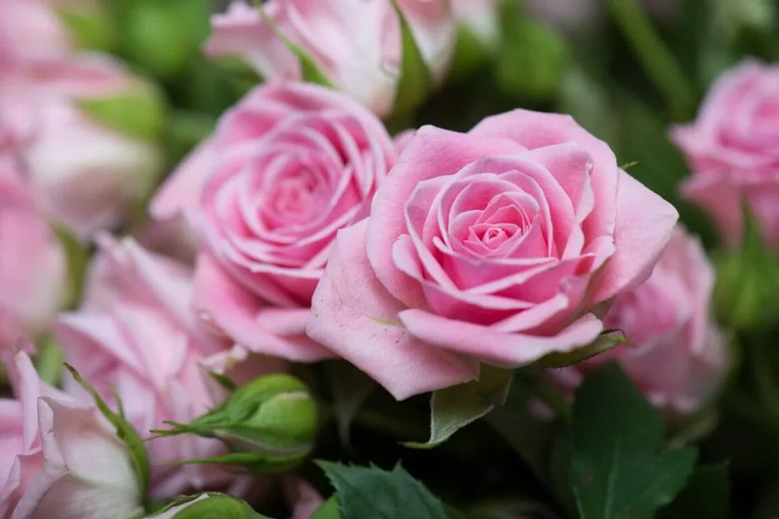 June – Rose