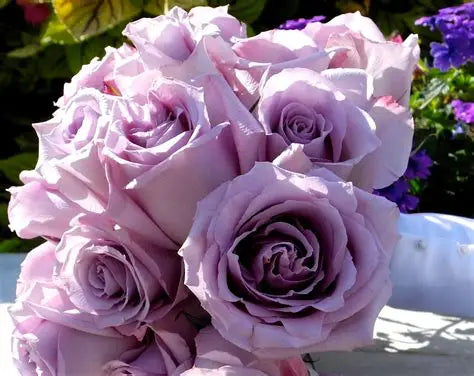 Lavender Roses – Wonder & Love at First Sight