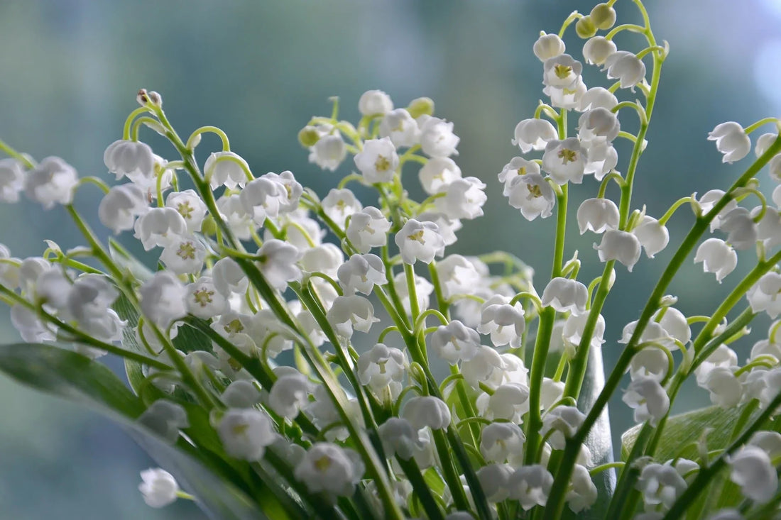 May – Lily of the Valley & Hawthorn