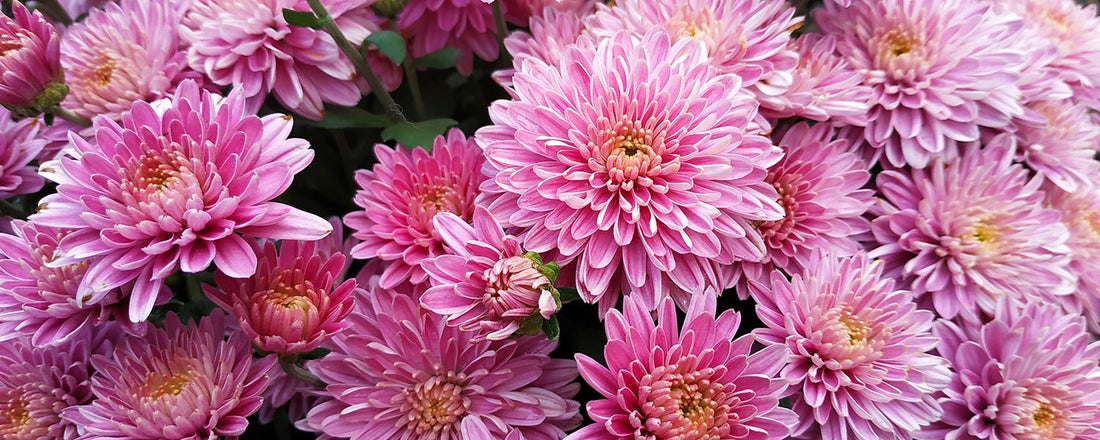 November – Chrysanthemum