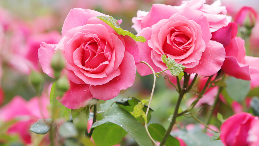 Pink Roses – Grace & Appreciation
