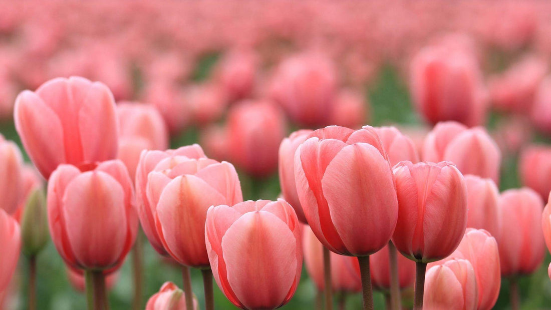 Pink Tulips – Affection & Caring
