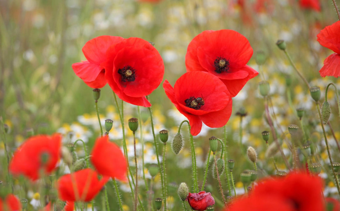 The Meaning Of Poppy