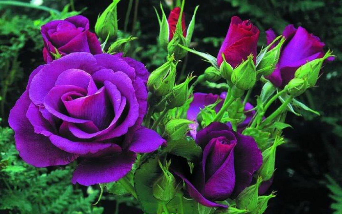 Purple Roses – Enchantment & Majesty